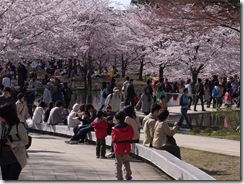白山公園 桜