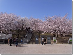 白山公園 桜
