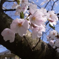 寺尾中央公園の桜